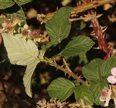 Rubus rigidus