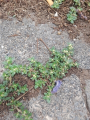 Polygonum arenastrum