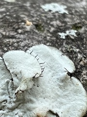 Parmotrema hypotropum