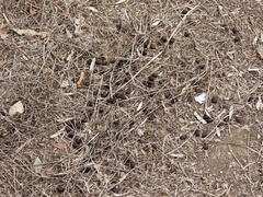 Odocoileus hemionus californicus