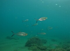 Caranx caballus