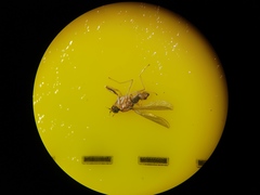 Phyllodromia melanocephala