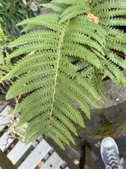 Matteuccia struthiopteris