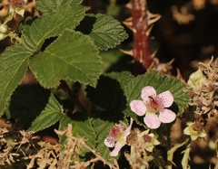 Rubus rigidus