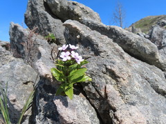 Teedia lucida