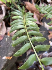 Polystichum acrostichoides