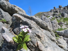 Teedia lucida