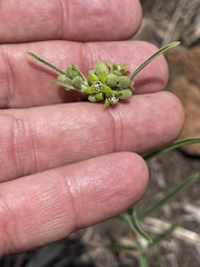 Raphionacme galpinii