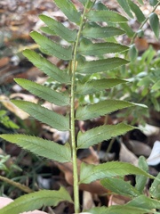 Polystichum acrostichoides