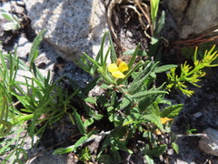 Rhynchosia leucoscias