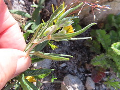 Rhynchosia leucoscias
