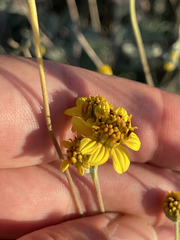 Bahiopsis microphylla