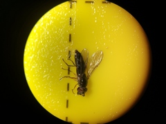 Platycheirus albimanus