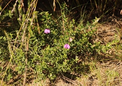 Podalyria buxifolia