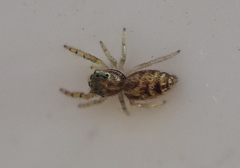 Hentzia