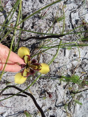 Moraea lurida