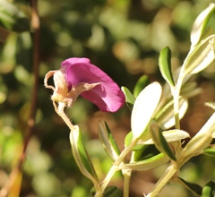 Podalyria buxifolia