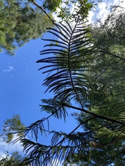 Araucaria columnaris