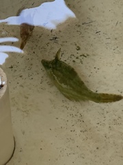 Monacanthus ciliatus