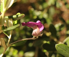 Podalyria buxifolia