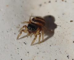 Chalcoscirtus diminutus