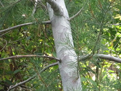 Pinus bungeana