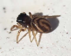 Chalcoscirtus diminutus