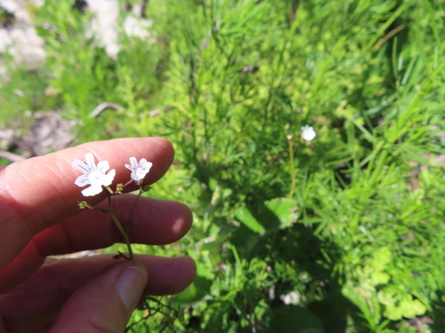 Image of Nemesia diffusa by (c) linkie, some rights reserved (CC BY)