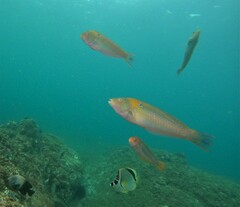 Halichoeres dispilus