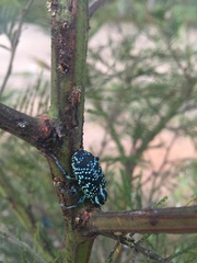 Chrysolopus spectabilis