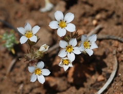 Linanthus killipii