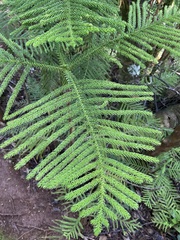Araucaria columnaris