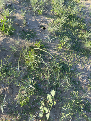 Triteleiopsis palmeri