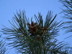 Pinus bungeana