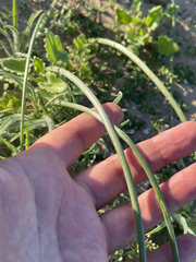 Triteleiopsis palmeri