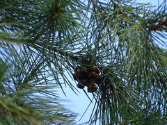 Pinus bungeana
