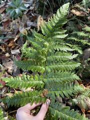 Dryopteris