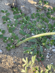 Triteleiopsis palmeri