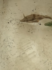 Monacanthus ciliatus