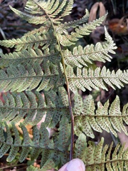 Dryopteris