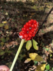 Arisaema triphyllum