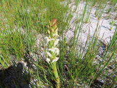 Satyrium stenopetalum