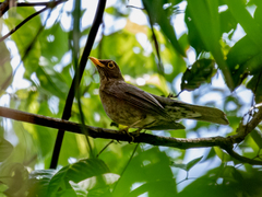 Turdus lawrencii