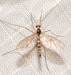 Keroplatidae