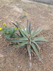 Aloe