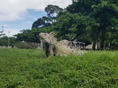 Iguana iguana