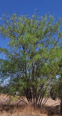 Prosopis chilensis