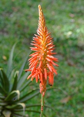 Aloe arborescens