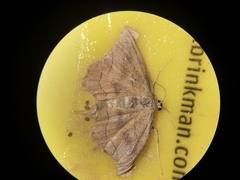 Idaea emarginata
