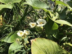 Sagittaria montevidensis